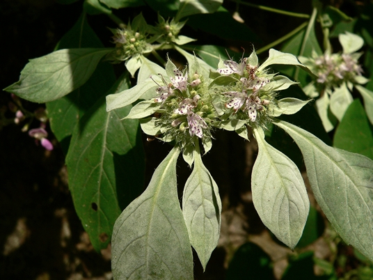 {Pycnanthemum pycnanthemoides}